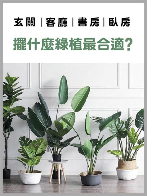 植物擺飾|新手怎麼種都美！8種好養好看的室內植物推薦與佈置 